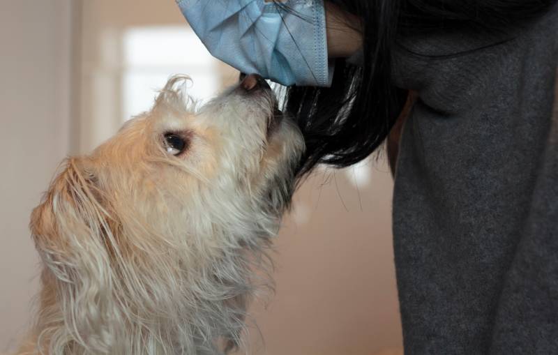 Can Dogs Smell Cancer in Humans? Vet-Verified Facts & FAQ