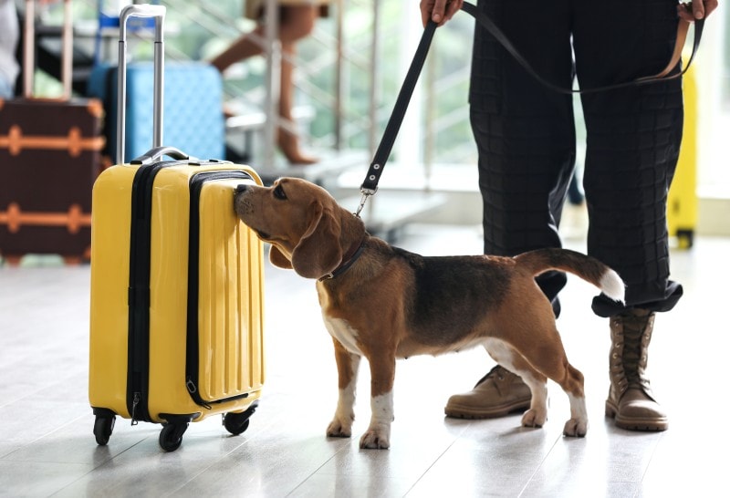 9 Dog-Friendly Things to Do in Florida (2026 Guide)