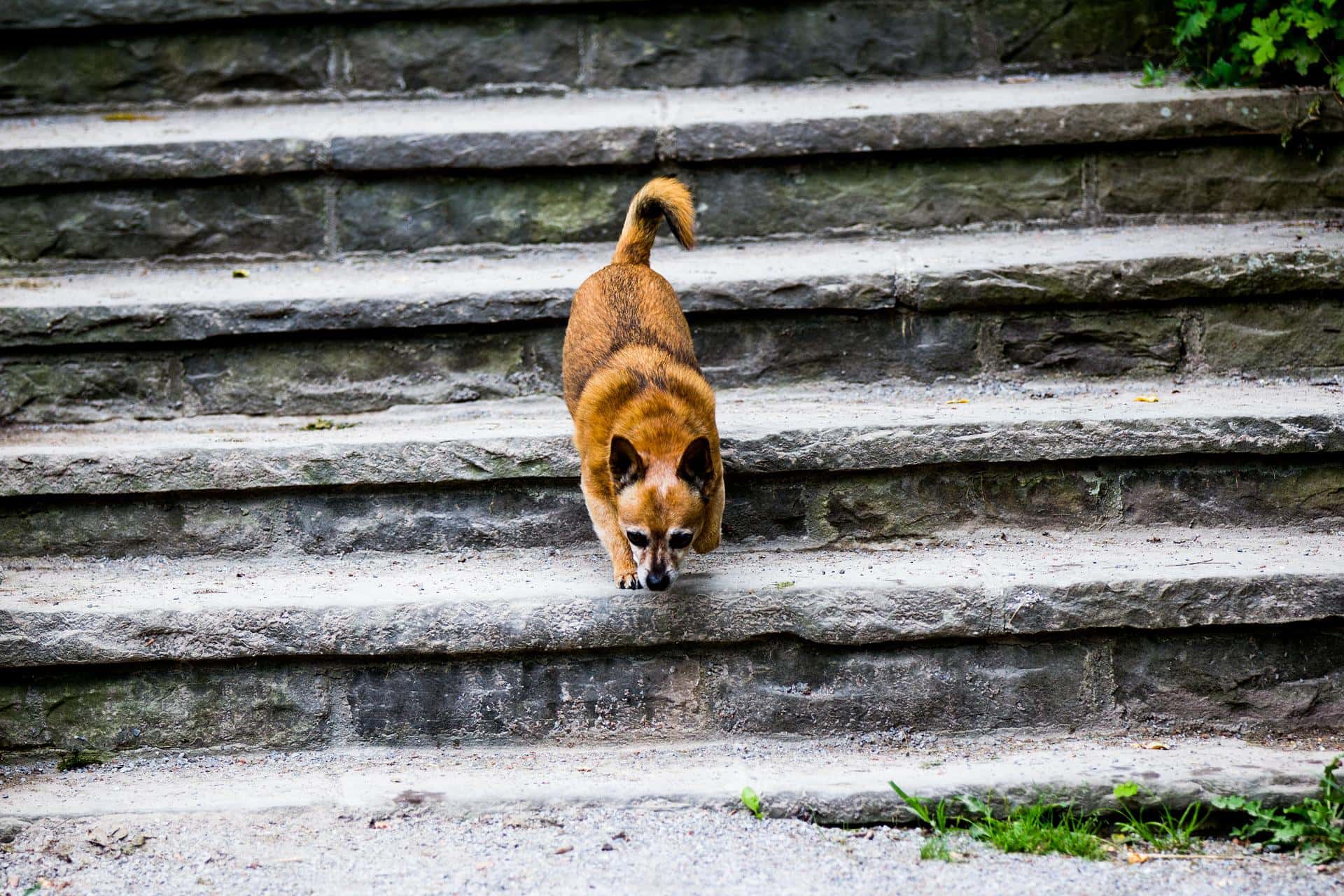 How to Train a Dog to Go Down Stairs: 5 Vet Approved Tips & Tricks