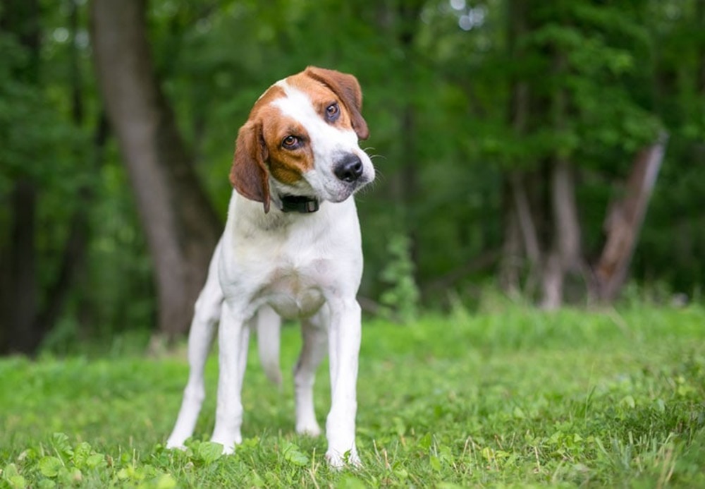 How to Train a Deaf Dog: 9 Vet-Approved Tips for Success