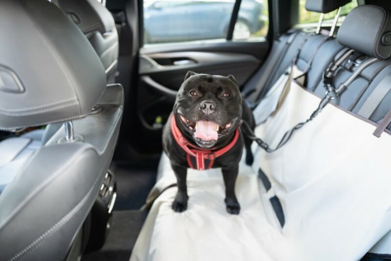 How to Keep Your Dog Cool in the Hot Summer Weather: 8 Effective Tips