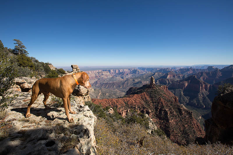 2 Dog Friendly Trails in the Grand Canyon in 2026 (With Pictures & Tips)