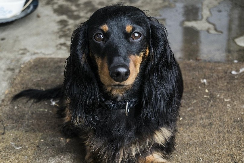 Do Dogs Like Eye Contact? Vet-Verified Facts & Tips