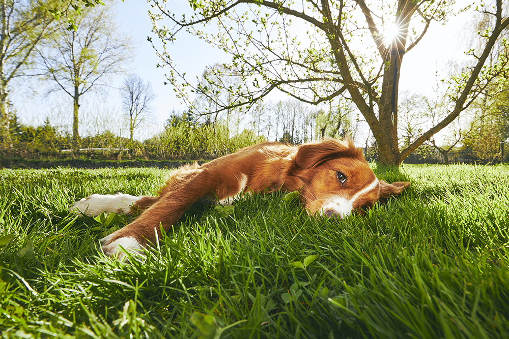 Why Do Dogs Like to Lie in the Sun? 4 Vet-Reviewed Reasons