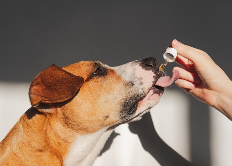 Does CBD Help Dogs With Separation Anxiety? Vet-Reviewed Science & Info