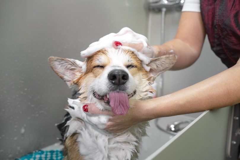 If I Have No Dog Shampoo, What Can I Use? 6 Vet-Approved Options
