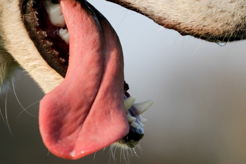 12 Vet-Verified Facts About a Dog’s Tongue