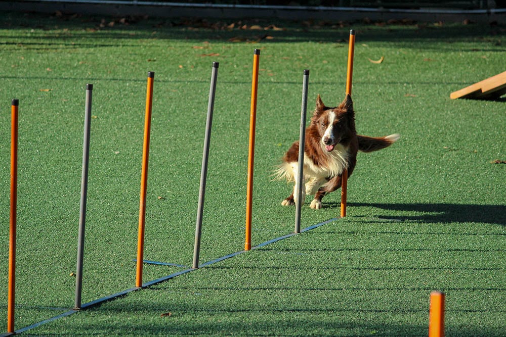 7 Best Dog Training Courses in 2026 - Reviews & Top Picks