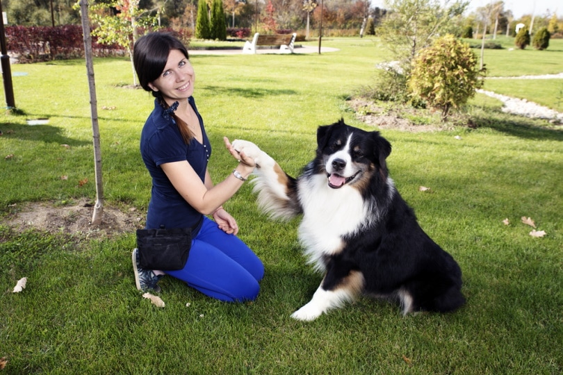 How Much Does Dog Training Cost 2026 Price Guide Dogster How Much Does Dog Training Cost 2026 Price Guide Dogster