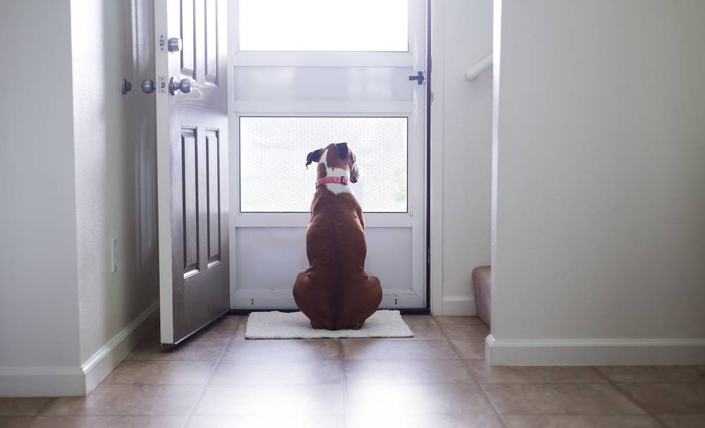 How to Help a Dog With Separation Anxiety: 8 Vet-Verified Tips & Steps
