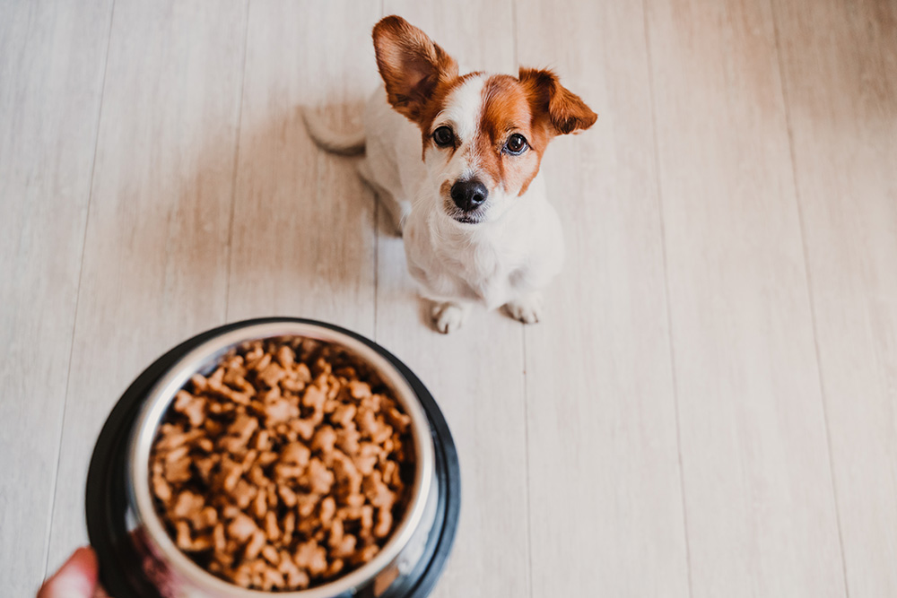 How to Teach a Dog to Wait for Food: 5 Vet-Approved Steps