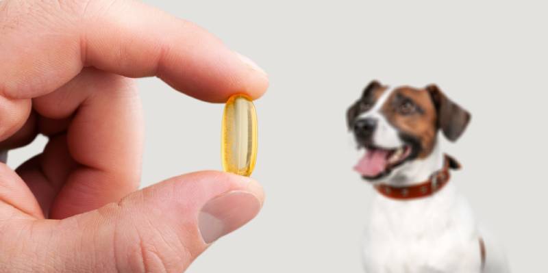 Should I Give My Dog Supplements? Our Vet Answers