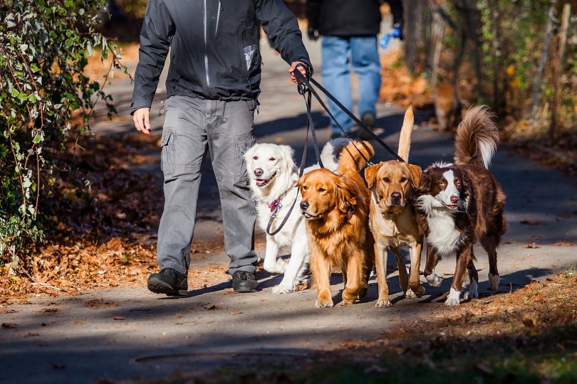 How Much to Give a Dog Walker for Christmas: 6 Great Ideas