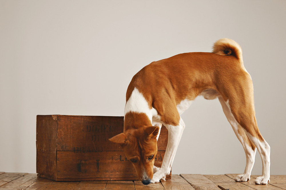 How to Get an Allergy Detection Dog: 5 Vet-Verified Steps