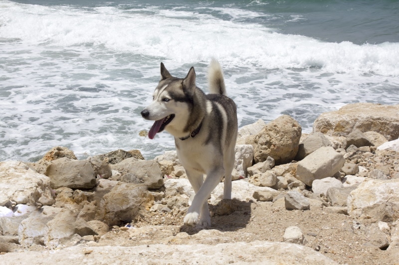 Top 7 Dog-Friendly Beaches in the Florida Keys: Off & On-Leash Places to Go