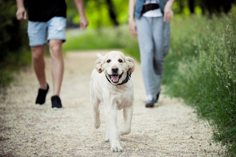 10 Ways to Provide Mental Stimulation for a Dog: Vet-Approved Advice
