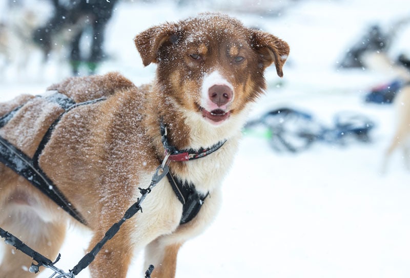 When Is It Too Cold to Walk Your Dog? Our Vet Explains