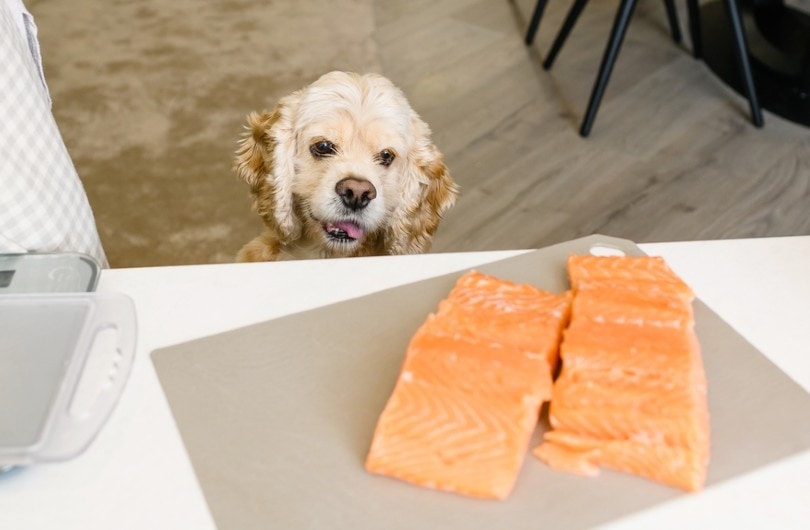 Is Salmon Dog Food Good for Dogs? Uses, Benefits & Considerations