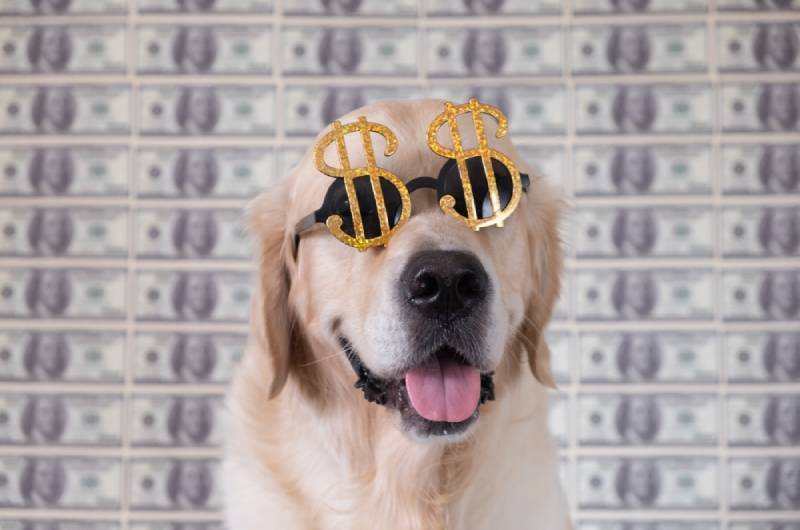 10 Richest Dogs on Earth (With Pictures)