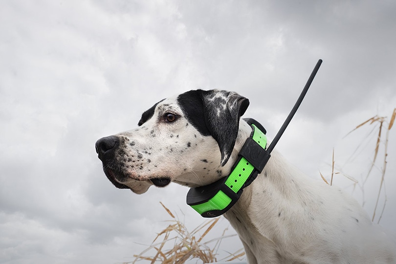 10 Best Dog Training Collars in 2026 - Reviews & Top Picks