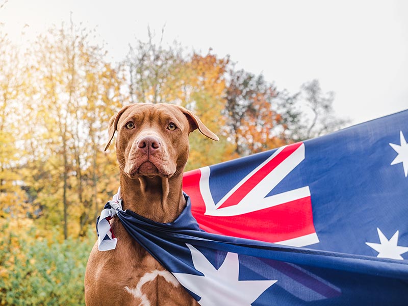 8 Australia Day Safety Tips for Dogs (2026 Guide)