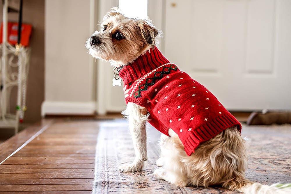 9 Awesome DIY Christmas Gifts for Dogs & Dog Lovers (With Pictures)