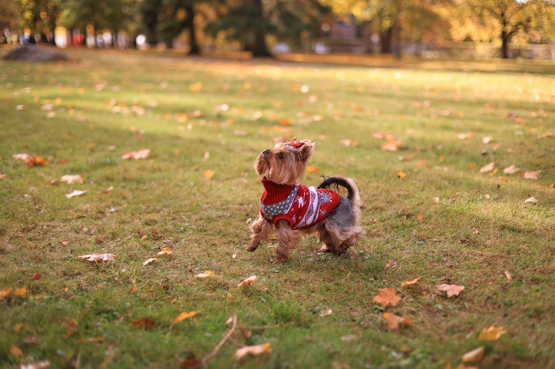 9 Great Off-Leash Dog Parks in or Near Broomfield, CO You Can Visit Today