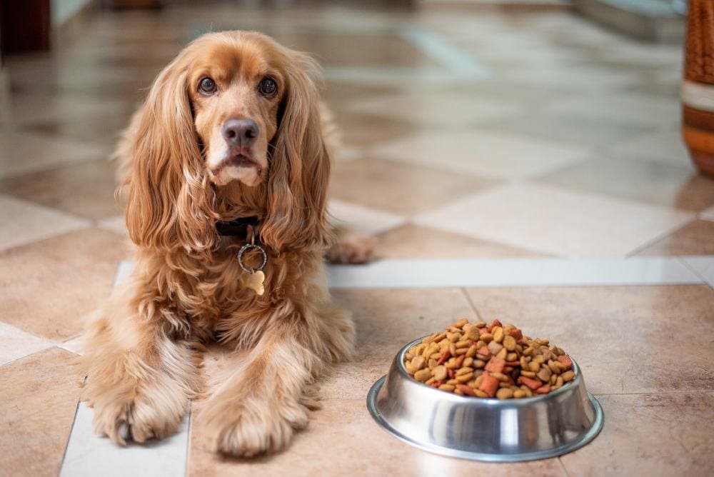 How Long Does A Dog Usually Have Diarrhea After Changing Food? Vet-Verified Facts