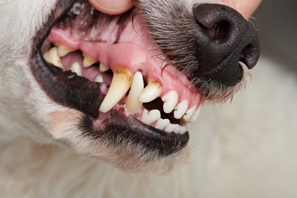 How to Help an Old Dog With Bad Teeth: Vet-Verified Tips & Care Guide