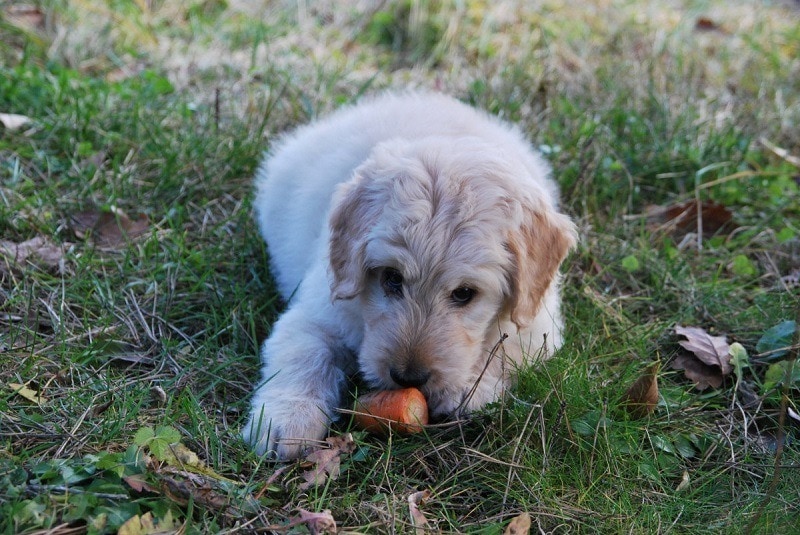 What Human Foods Can I Feed My Diabetic Dog? 6 Vet-Approved Options