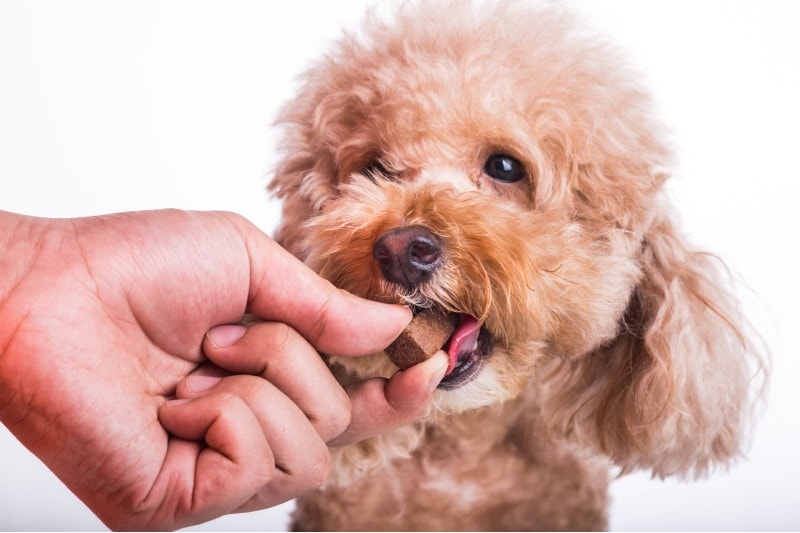 10 Best Heartworm Medicines for Dogs in 2026 - Reviews & Top Picks
