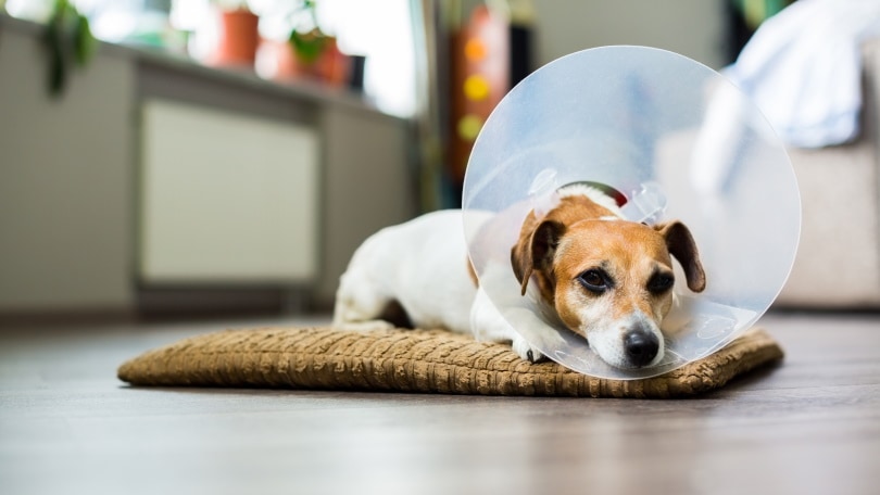How Much Does It Cost to Spay or Neuter a Dog? 2026 Price Guide
