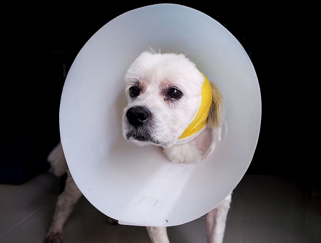 Can I Spay or Neuter My Dog at 2 Years Old? Vet-Approved Facts & FAQ