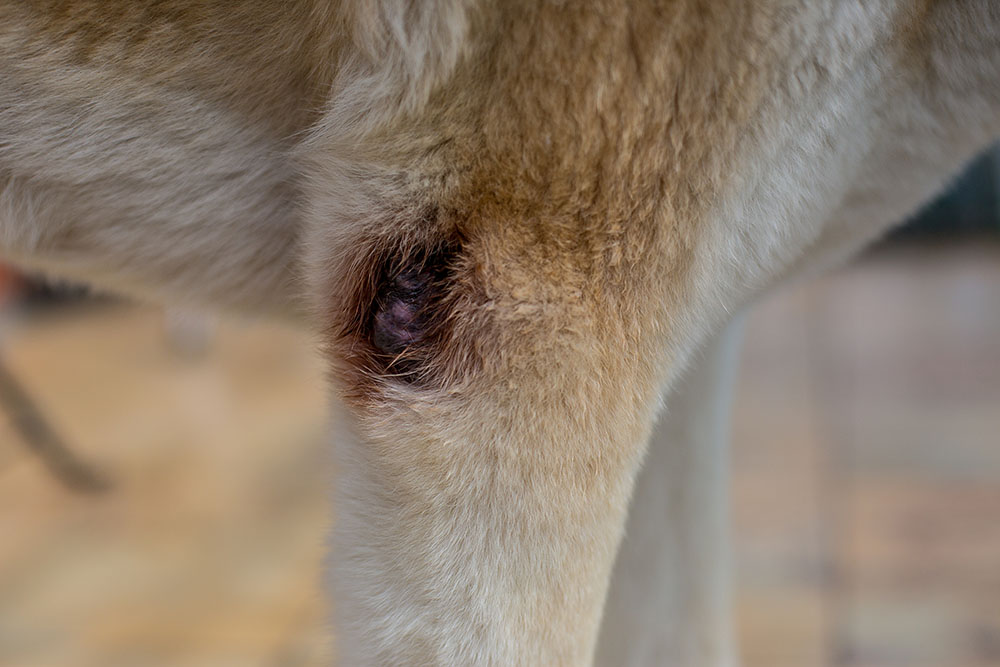 dog with inflamed abscess on the leg
