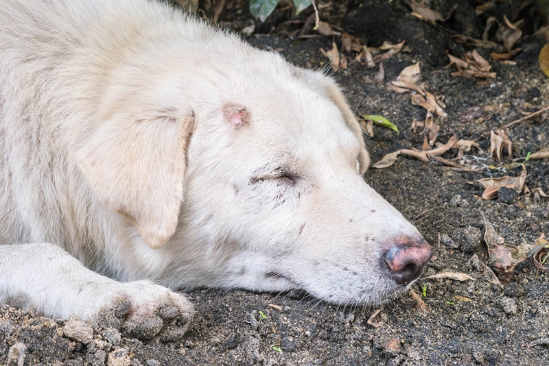 How to Treat Spider Bites on Dogs: 11 Remedies (Vet Answer)