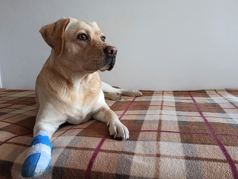 How to Treat a Burned Dog Paw Pad: 7 Expert Tips (Vet Answer)