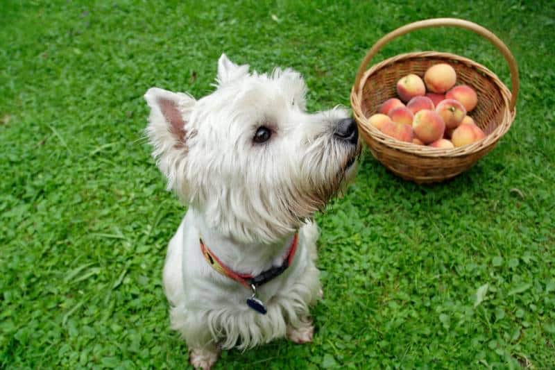 dog with peach