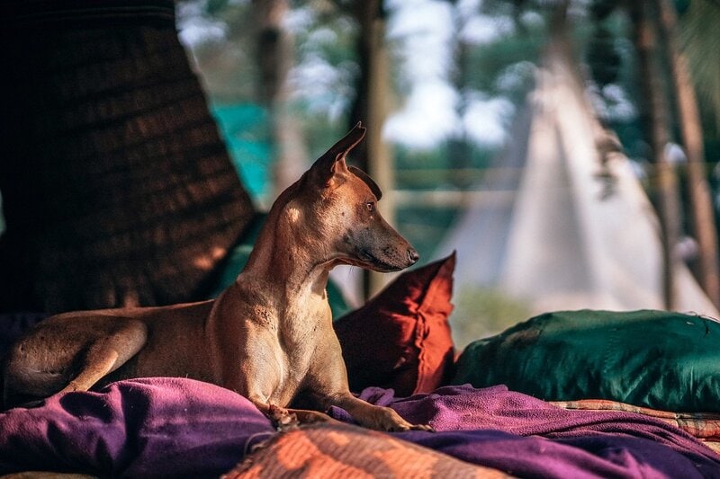 7 Best Outdoor Dog Beds in 2026 - Reviews & Top Picks