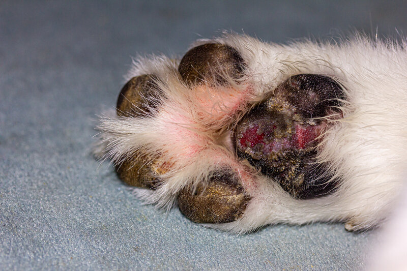 Foot Pad Injuries in Dogs: How to Recognize & Treat Them (Vet Approved)