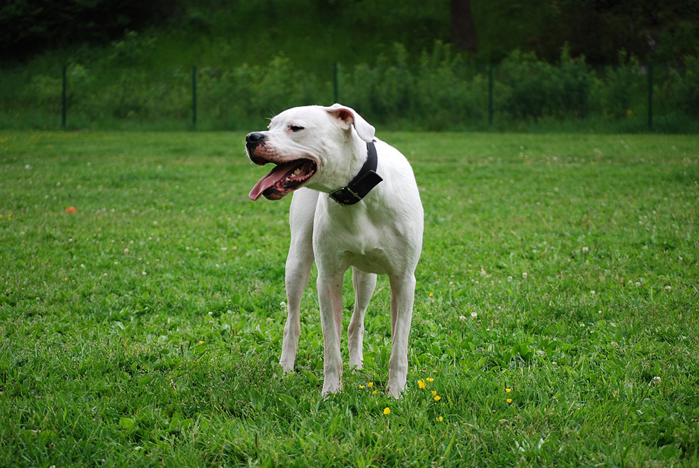 dogo argentino dog at the park