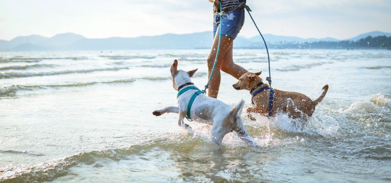 10 Dog-Friendly Beaches in San Diego, CA to Visit in 2026