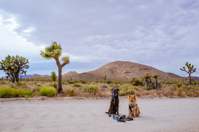 Are Dogs Allowed in Joshua Tree National Park? (2026 Update)