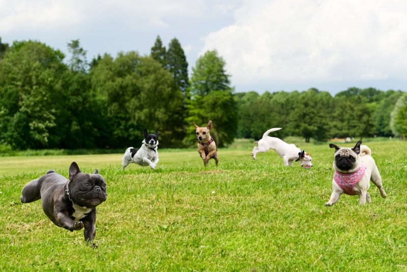 11 Off-Leash Dog Parks in San Francisco, CA to Visit In 2026