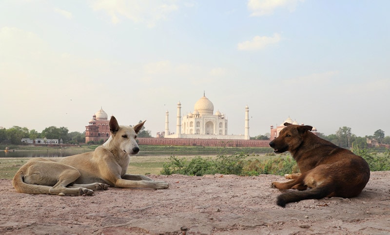 Dogs in Indian Culture & History: How Do They Fit In?