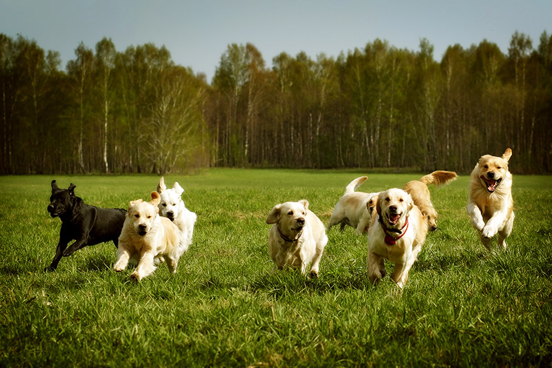 National Dog Day 2026: When Is It & Ways To Celebrate
