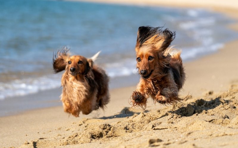 Are Dogs Allowed on Anna Maria Island Beaches? 2026 Update & Dog-Friendly Spots Nearby
