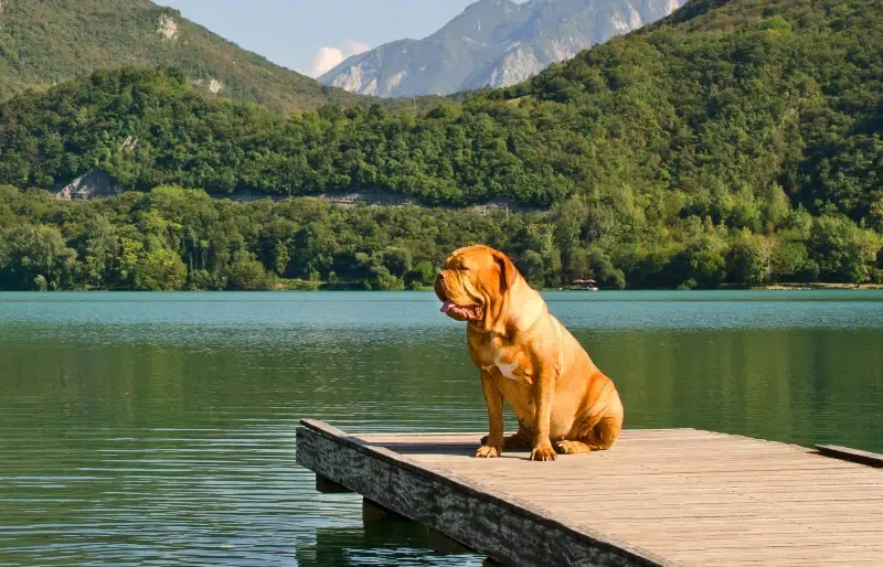 How Well Can a Mastiff Swim? Vet-Reviewed Facts & Water Safety Tips