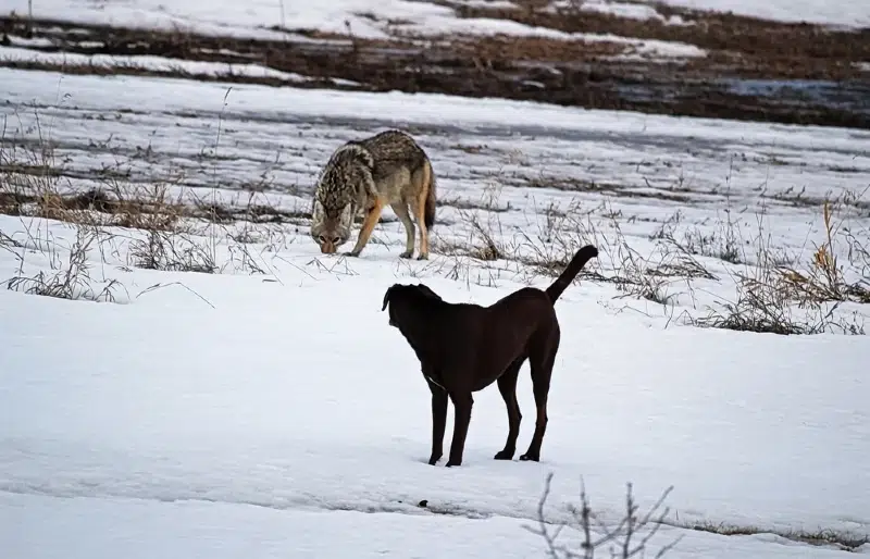 Can Coyotes Breed With Dogs? Vet-Verified Facts & Legalities