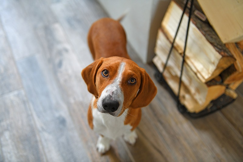 Drever Dog Breed: Info, Pictures, Care Guide & More
