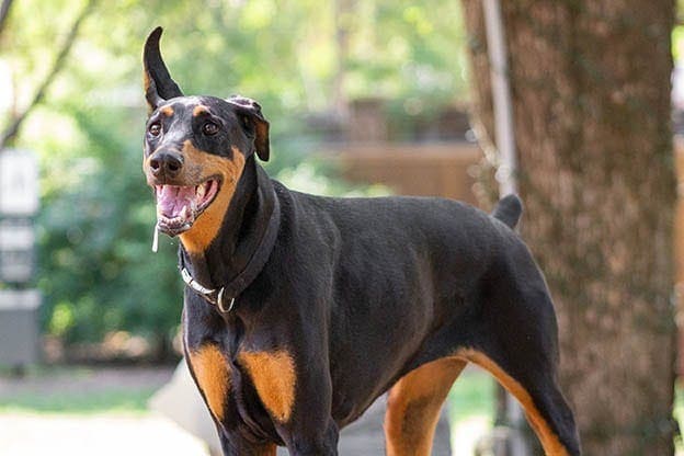 Do Dobermans Drool More Than Other Dogs? Breed Facts & FAQ